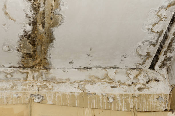 Best Mold Prevention Services  in Woodmere, NY