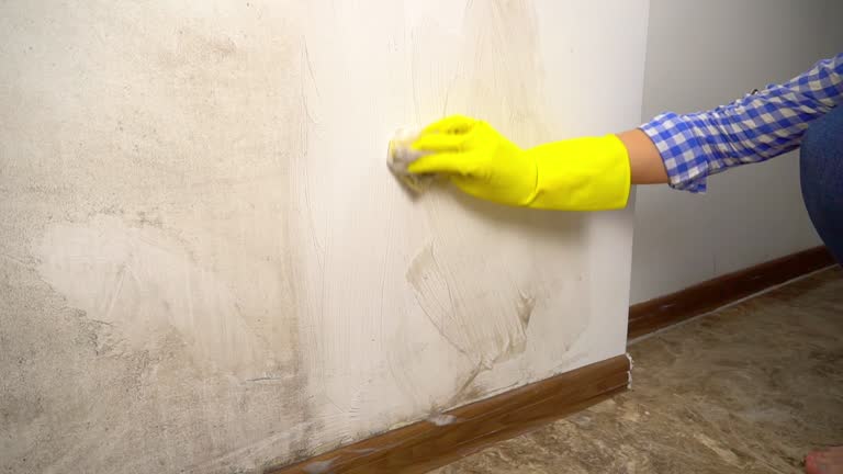 Professional Mold Removal in Woodmere, NY